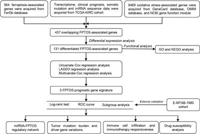 Exploring a ferroptosis and oxidative stress-based prognostic model for clear cell renal cell carcinoma